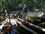Me walking, a small stream flowing from the forest is deeply brown colored by organic matter, Costarica