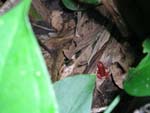 A little, poisonous red frog in the forest, Costarica