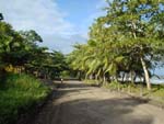 Road to Manzanillo, Costarica