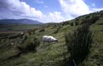 Ireland; sheep