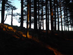 Sunset light in the forest, Vinca valley, Apuane