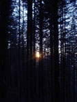 Sunset light in the forest, Vinca valley, Apuane