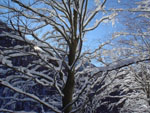 Snow in M. Prado, Nothern Appennine