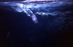harmonic dance of a Jellyfish, Stromboli (Sicilia)