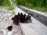 butterflies