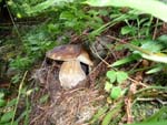 mushroom 