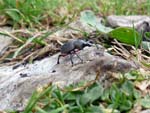 insect