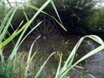 spider