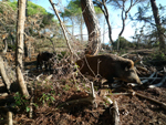 wild boar in Maremma