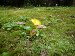 mushroom