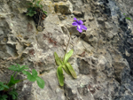 Apuane, flower
