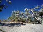 Ostriconi, Corsica