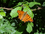 papillon