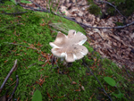 mushroom