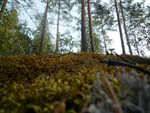 forest, Finland