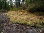 forest, Finland