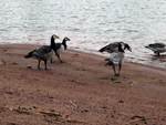 birds