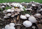 mushrooms