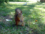 squirrel