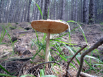 mushroom