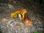 mushrooms